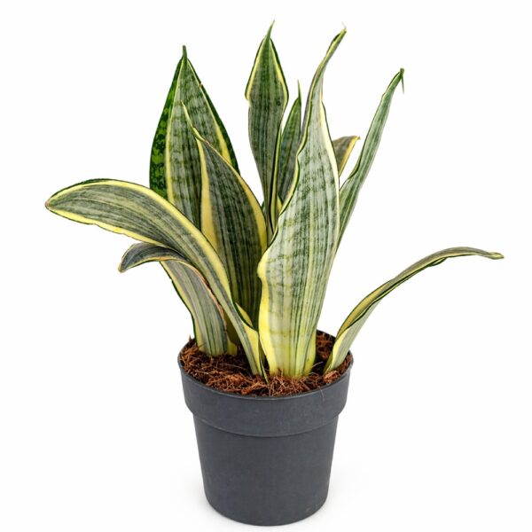 Sansevieria Harlequin