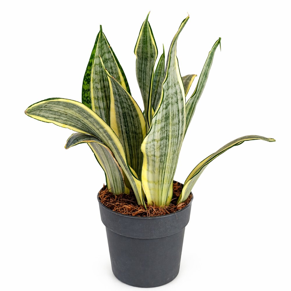 Sansevieria Harlequin