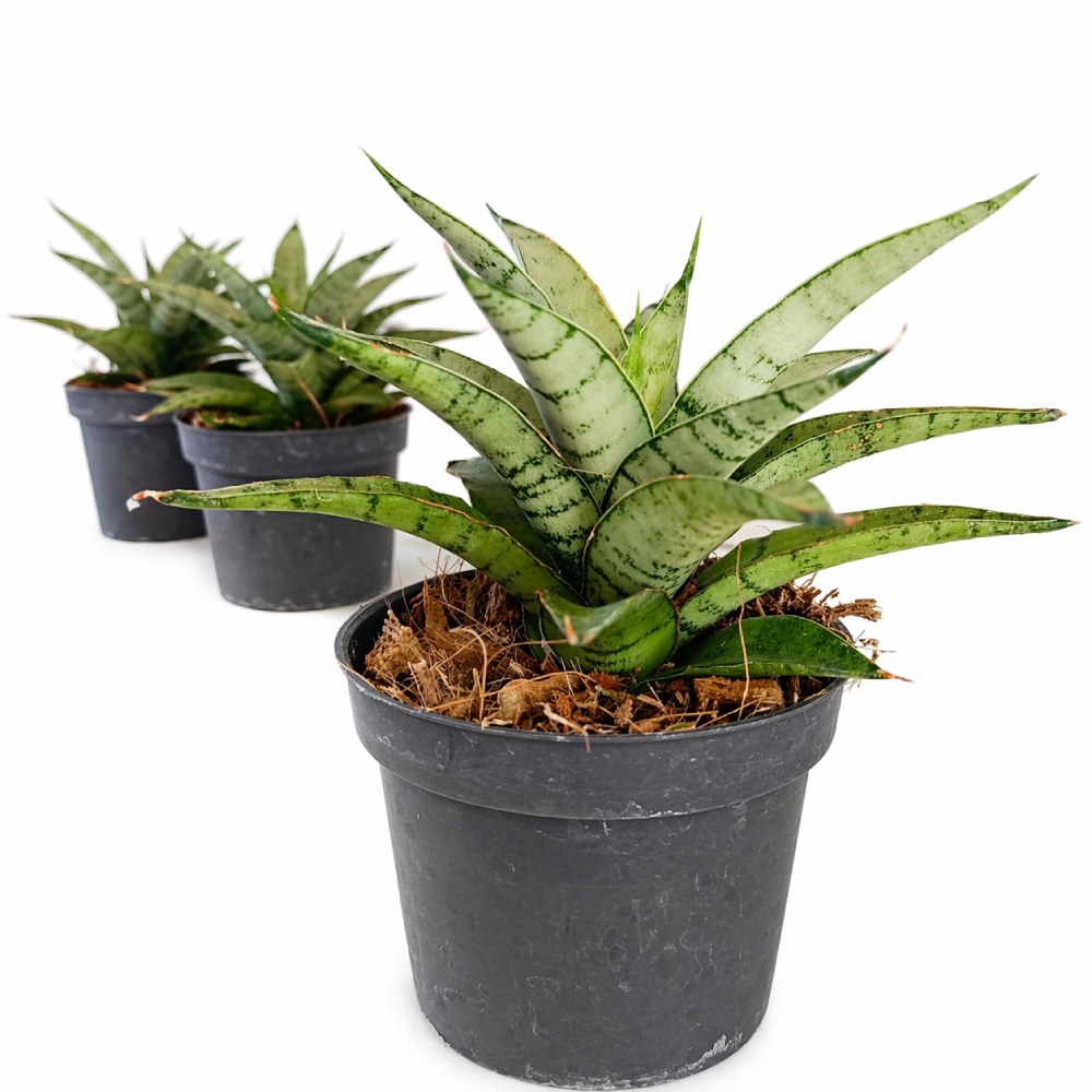 Sansevieria Silver Crown