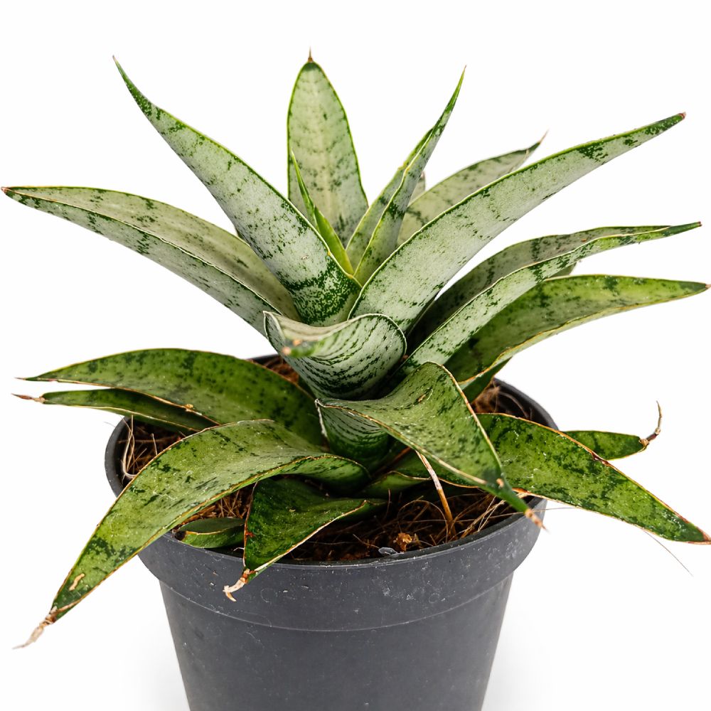 Sansevieria Silver Crown