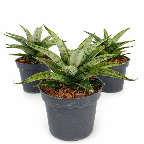 Sansevieria Silver Crown