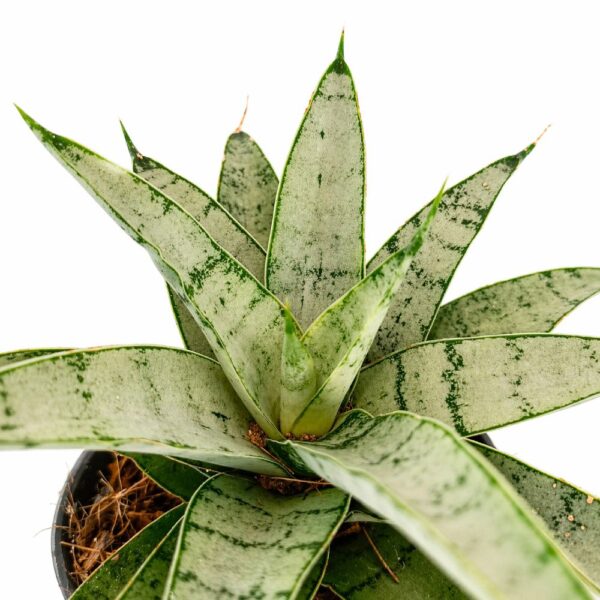 Sansevieria Silver Crown