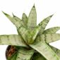 Sansevieria Silver Crown
