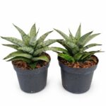 Sansevieria Silver Crown