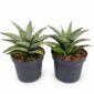 Sansevieria Silver Crown