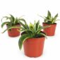 Sansevieria Trifasciata Hahnii