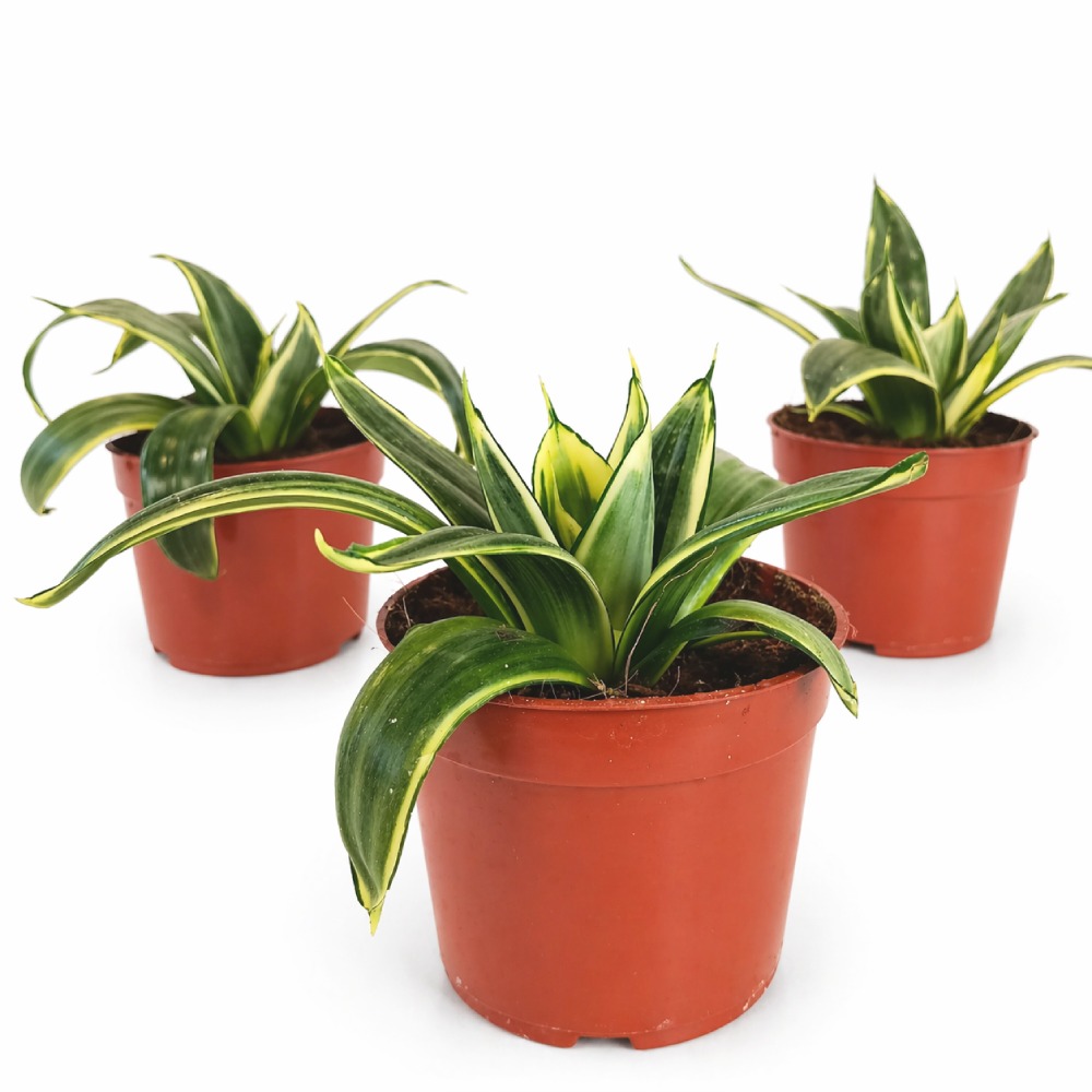 Sansevieria Trifasciata Hahnii