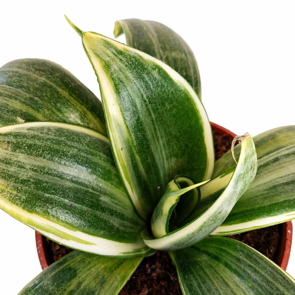 Sansevieria Trifasciata Hahnii