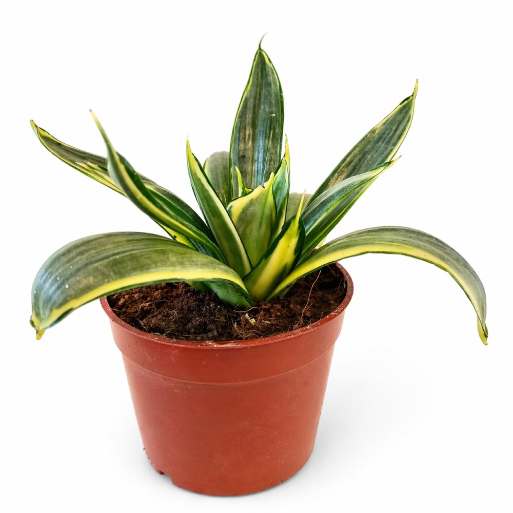 Sansevieria Trifasciata Hahnii