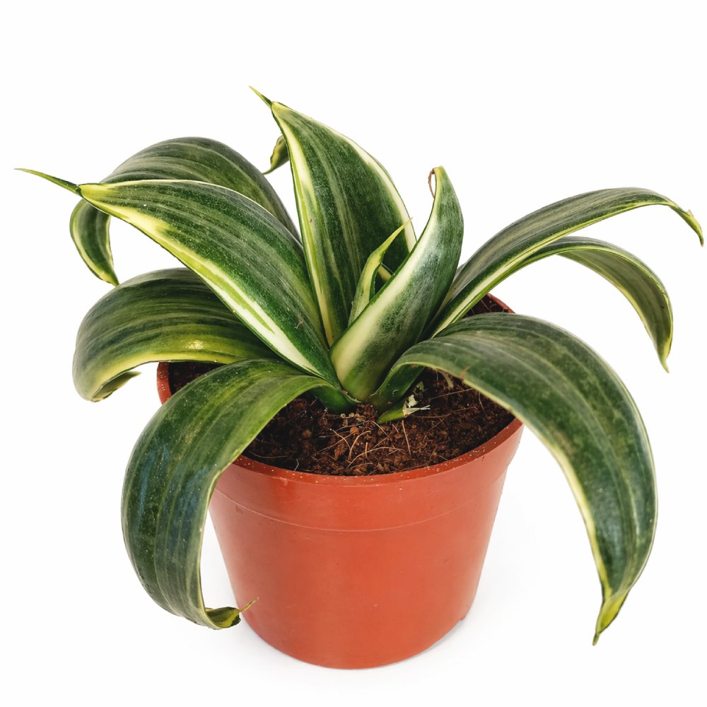 Sansevieria Trifasciata Hahnii