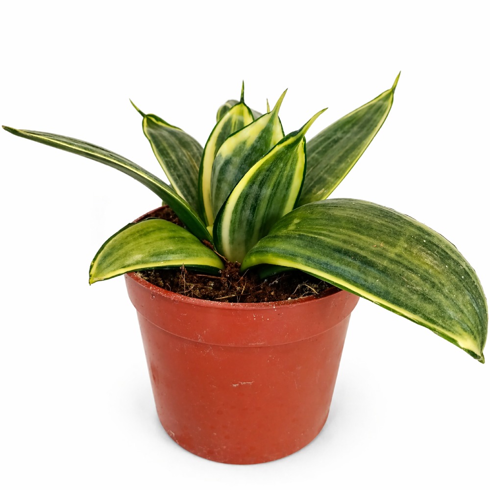 Sansevieria Trifasciata Hahnii