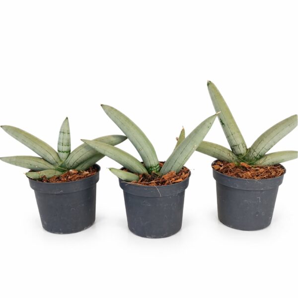Sansevieria cylindrica Boncel Platinum