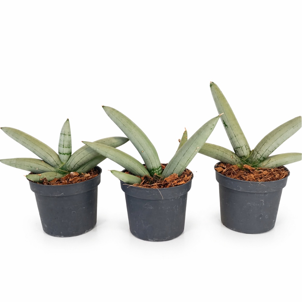 Sansevieria cylindrica Boncel Platinum