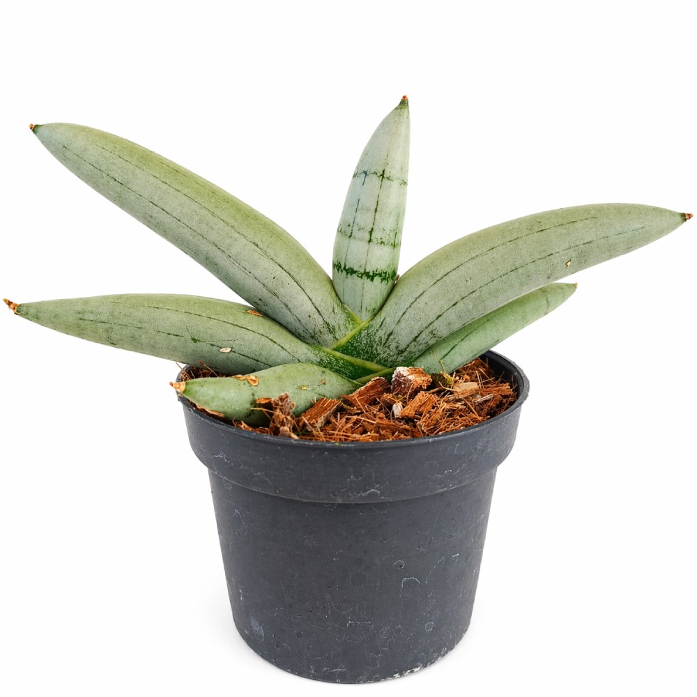 Sansevieria cylindrica Boncel Platinum