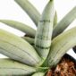 Sansevieria cylindrica Boncel Platinum