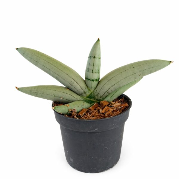 Sansevieria cylindrica Boncel Platinum