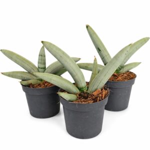 Sansevieria cylindrica Boncel Platinum