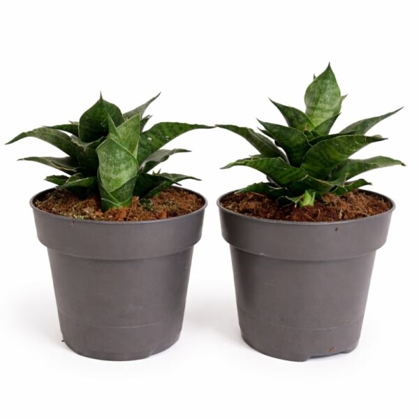 Sansevieria star ming marble