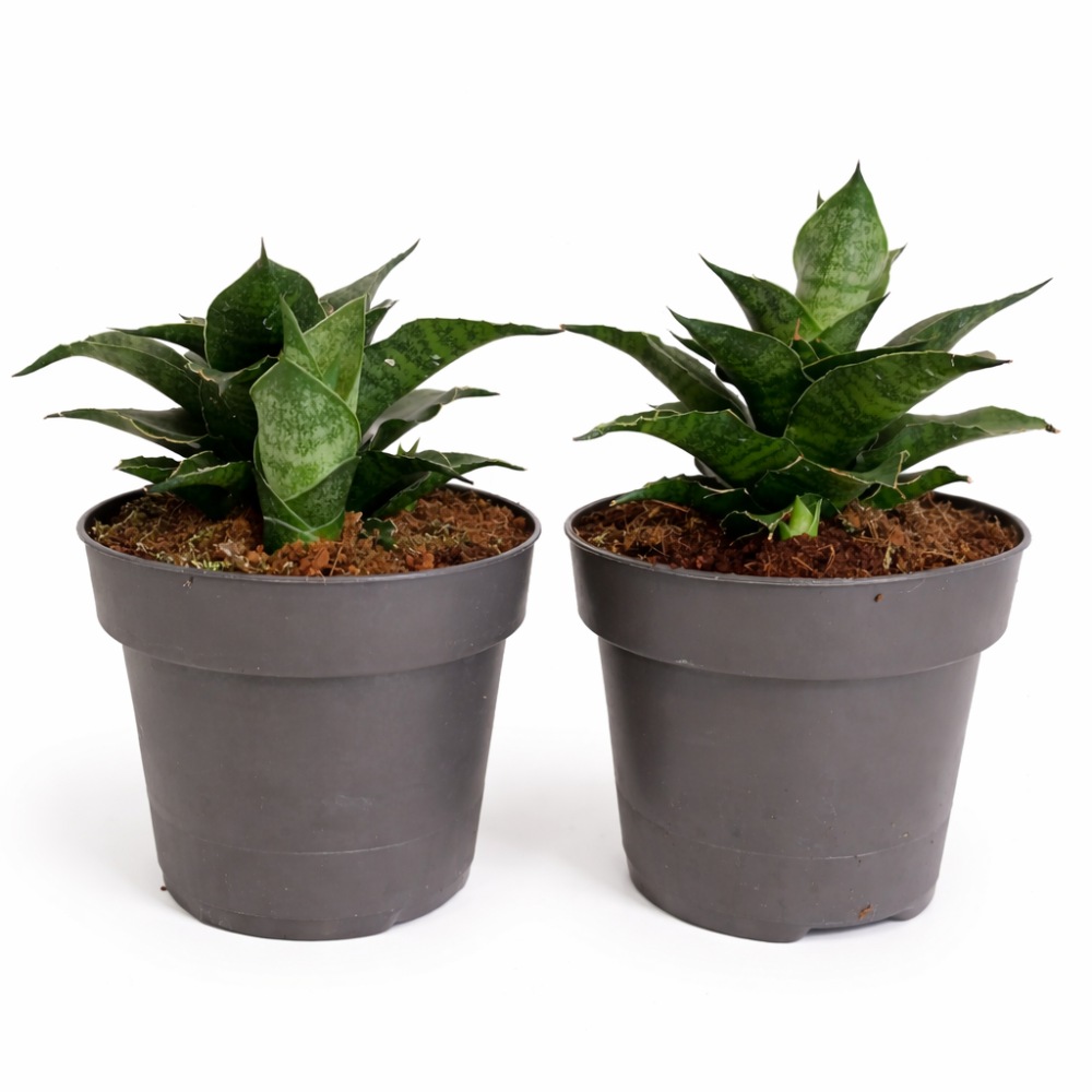 Sansevieria star ming marble