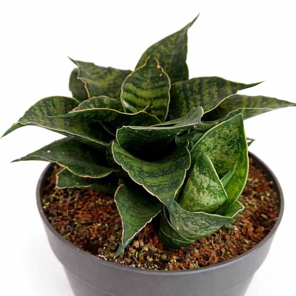 Sansevieria star ming marble