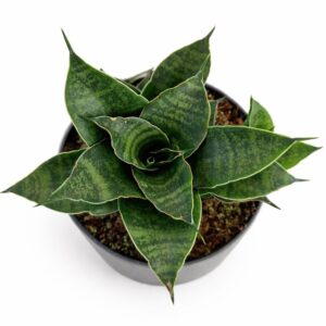 Sansevieria star ming marble