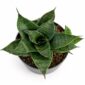 Sansevieria star ming marble