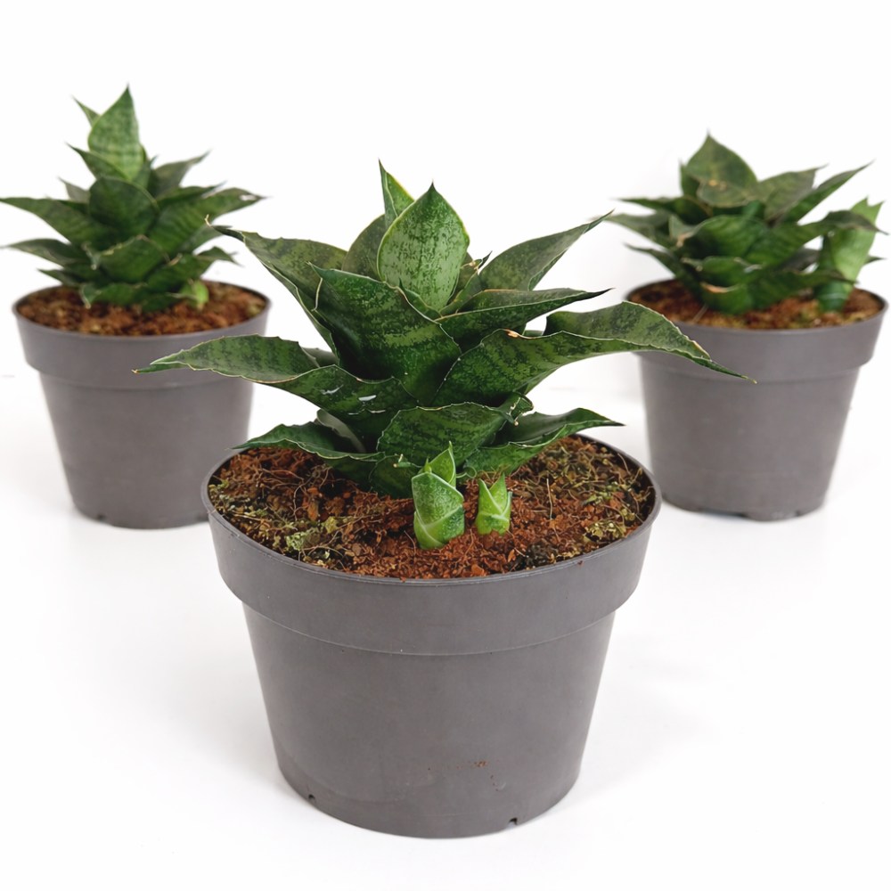 Sansevieria star ming marble