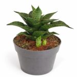 Sansevieria star ming marble