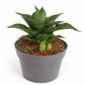 Sansevieria star ming marble