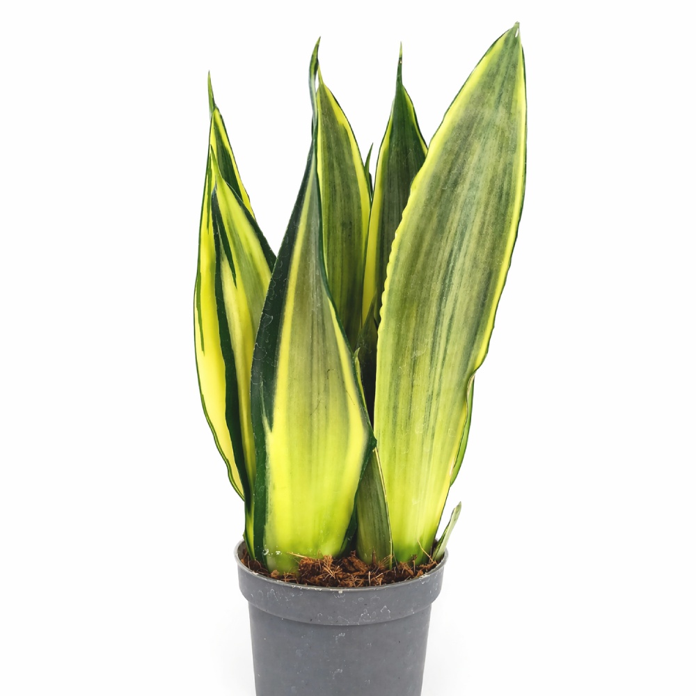 Sansevieria trifasciata Silver Spears