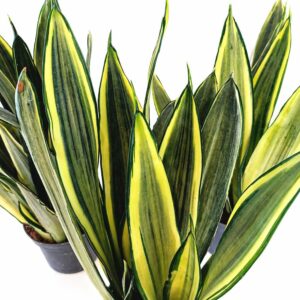 Sansevieria trifasciata Silver Spears