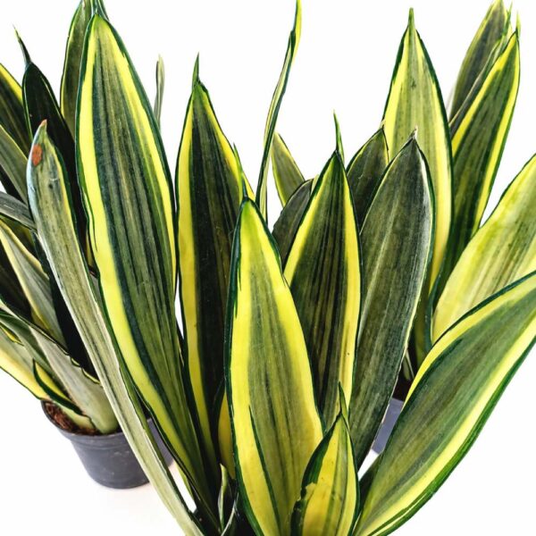 Sansevieria trifasciata Silver Spears