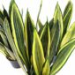 Sansevieria trifasciata Silver Spears