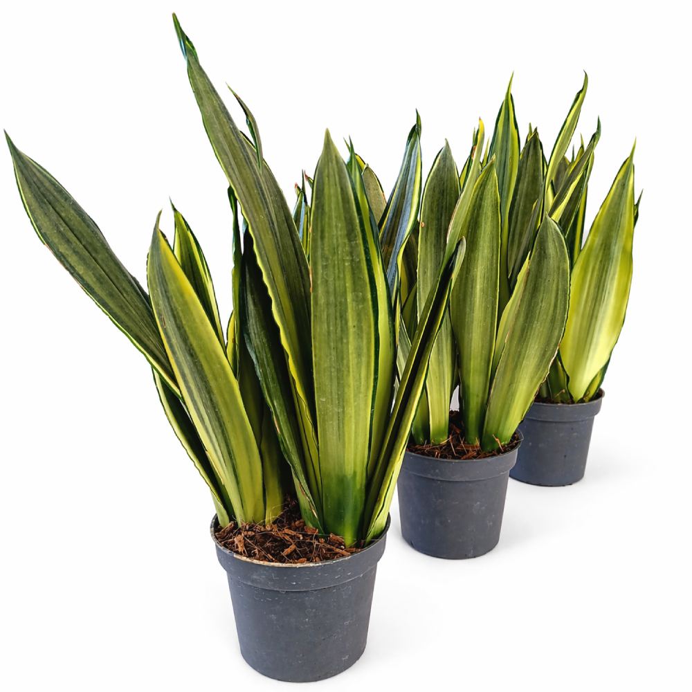 Sansevieria trifasciata Silver Spears