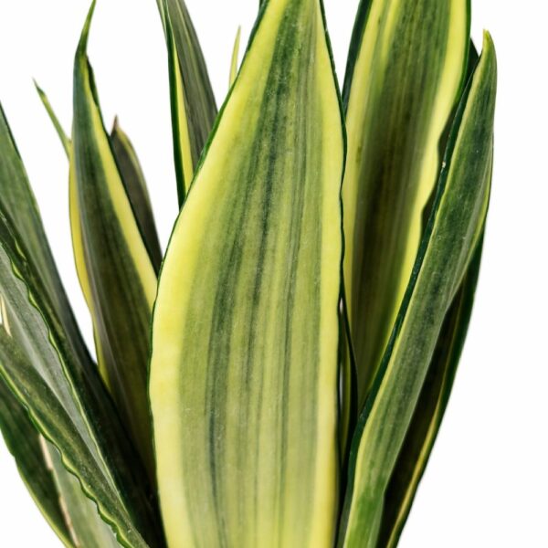 Sansevieria trifasciata Silver Spears
