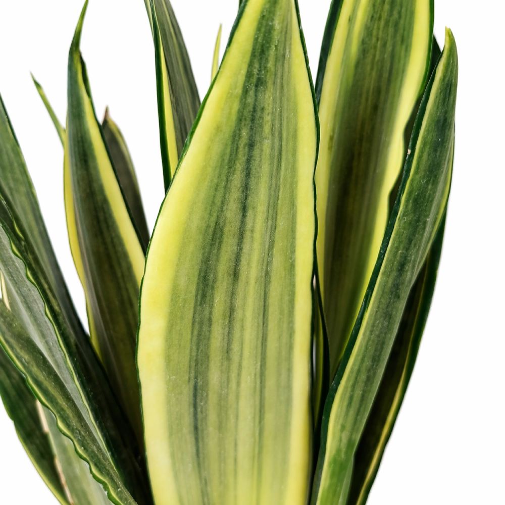 Sansevieria trifasciata Silver Spears