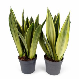 Sansevieria trifasciata Silver Spears