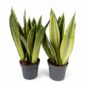 Sansevieria trifasciata Silver Spears