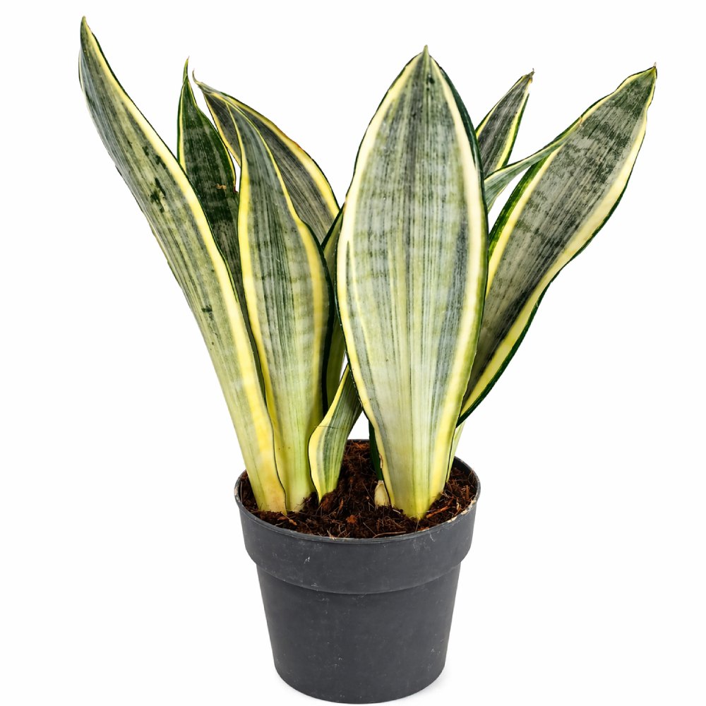 Sansevieria Harlequin