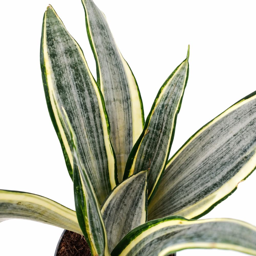 Sansevieria Harlequin