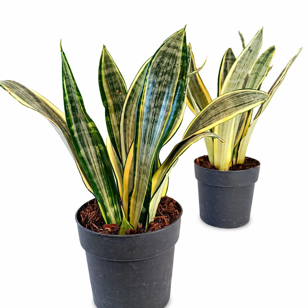 Sansevieria4