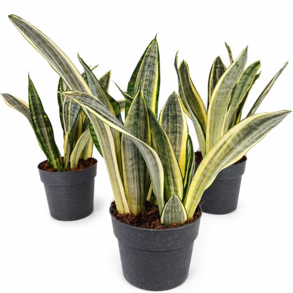 Sansevieria Harlequin