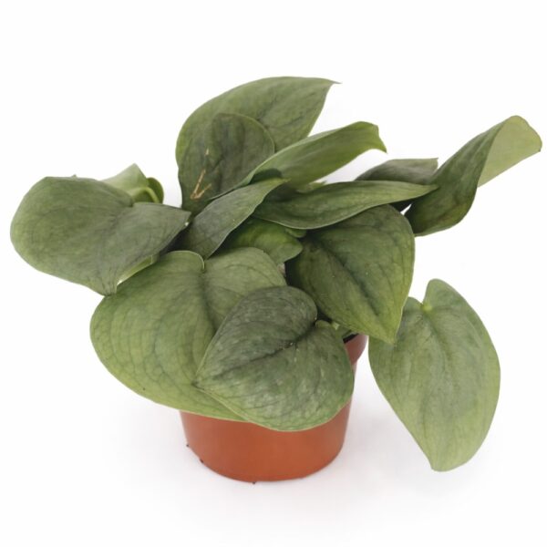 Scindapsus Silver Hero