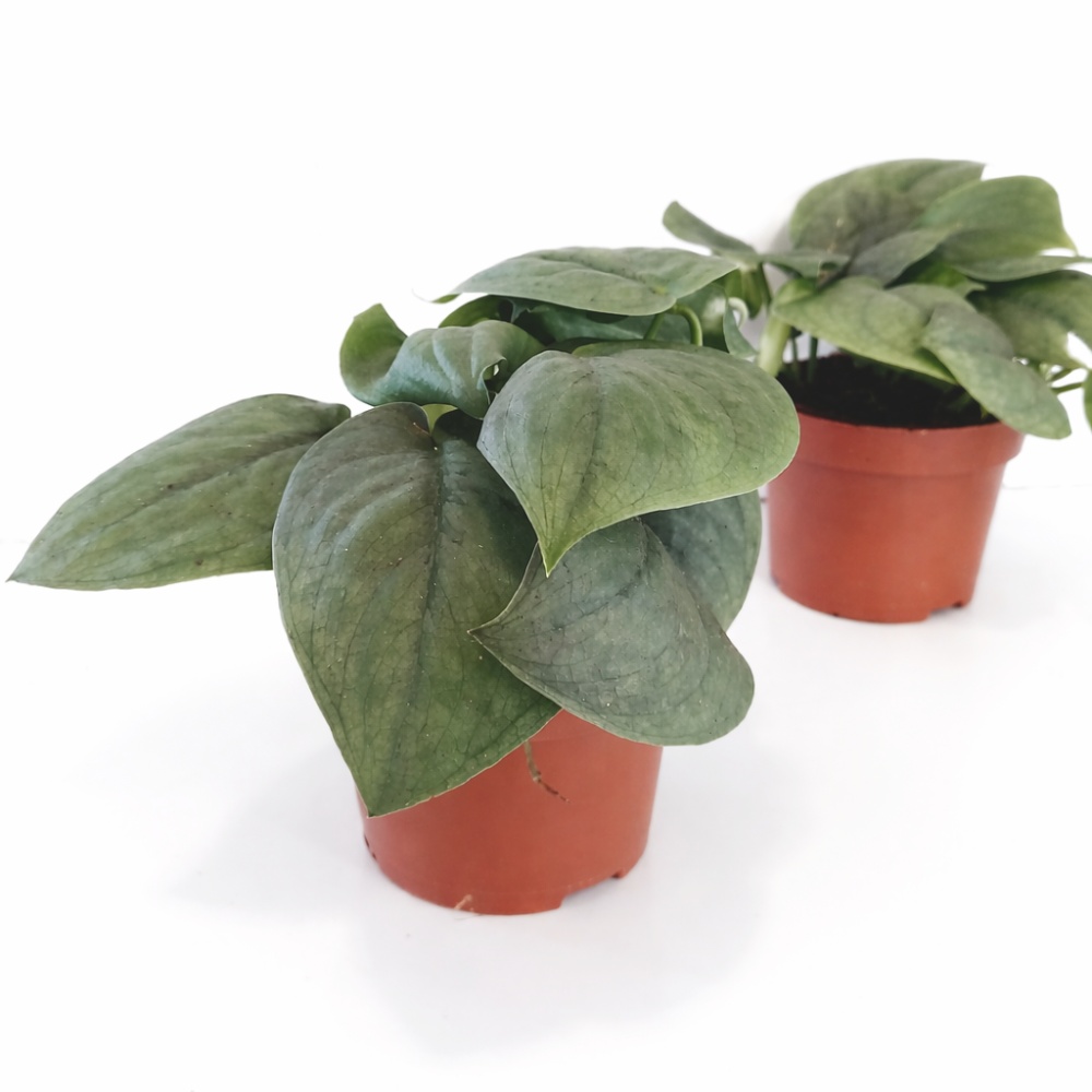 Scindapsus Silver Hero