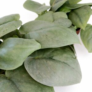 Scindapsus Silver Hero