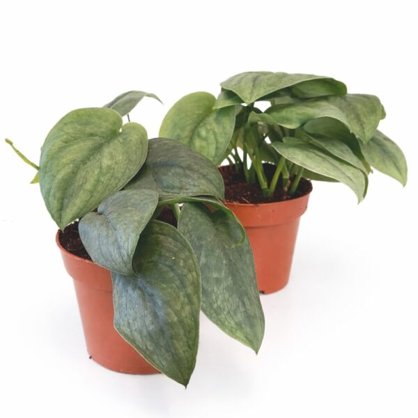 Scindapsus Silver Hero