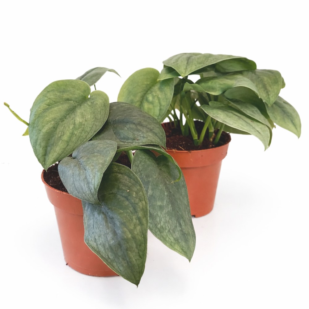 Scindapsus Silver Hero