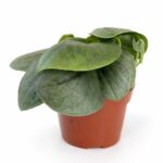 Scindapsus Silver Hero