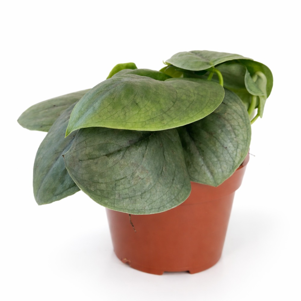 Scindapsus Silver Hero