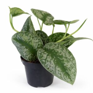 Scindapsus pictus Trebie (Scindapsus pstry)